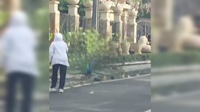 Tangkapan layar burung merak berkeliaran di Jakarta. [Instagram]